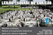 15º LEILÃO TAQUARI NO CORIXÃ?O