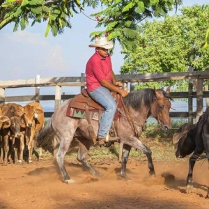 Foto do Lote 010