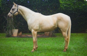 Foto do Lote 016