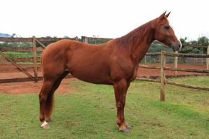 Foto do Lote 028