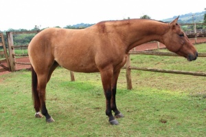 Foto do Lote 029