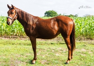 Foto do Lote 006