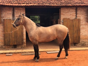 Foto do Lote 11