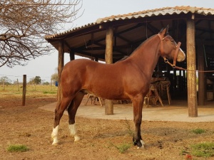 Foto do Lote 16