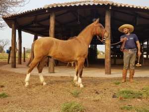 Foto do Lote 17