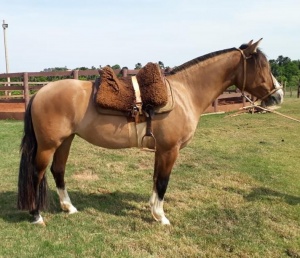 Foto do Lote 19