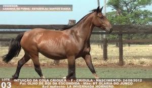 Foto do Lote 003