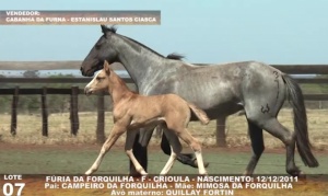 Foto do Lote 007