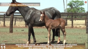 Foto do Lote 011