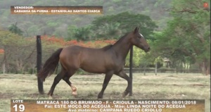 Foto do Lote 019