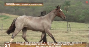 Foto do Lote 021