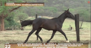 Foto do Lote 022
