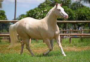 Foto do Lote 002
