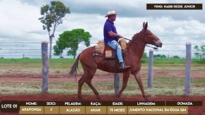 Foto do Lote 001