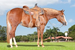 Foto do Lote 003