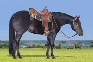 Foto do Lote 006