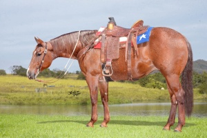 Foto do Lote 010