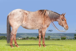 Foto do Lote 015